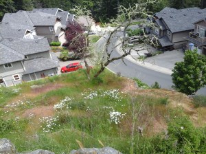 Bishops Park ridge 5