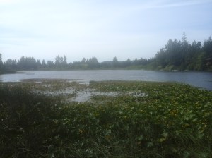 Florence Lake North view