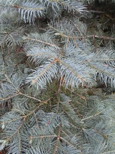 firestation goldstream tree