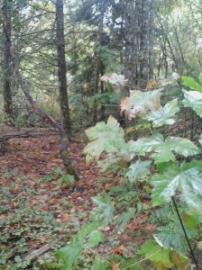 Harlequin Park Goldstream 2