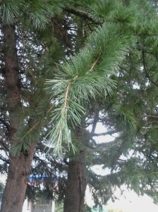 Willway ESGS conifer grove