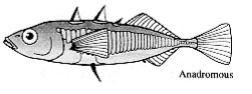 sticklebackfishdlmacphail1993